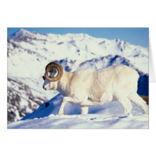 carnero de Dall, Ovis dalli, carnero de cuerno com