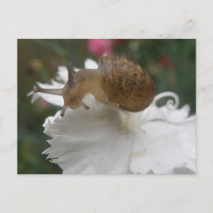 Carnero de jardín y postal de carnación blanca