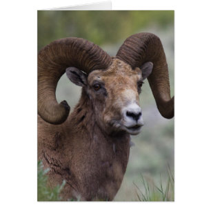 Carnero de oveja de cuerno grueso de la montaña ro