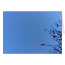 Carolina Blue, tarjeta