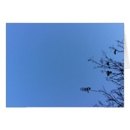 Carolina Blue, tarjeta