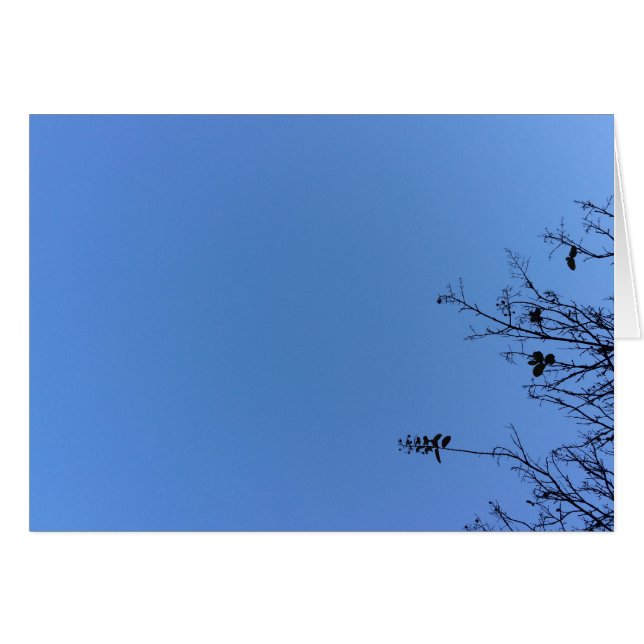 Carolina Blue, tarjeta (Anverso (Horizontal))