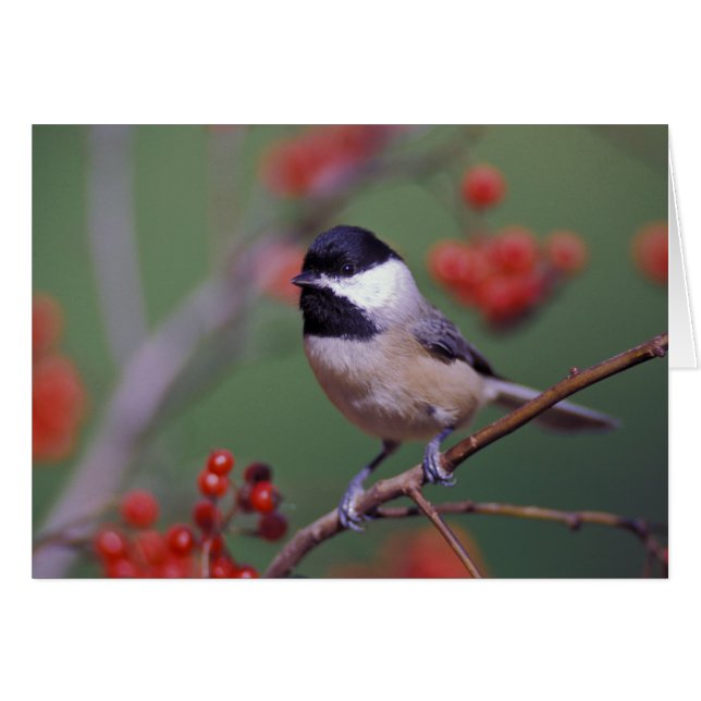 Carolina Chickadee (Anverso (Horizontal))