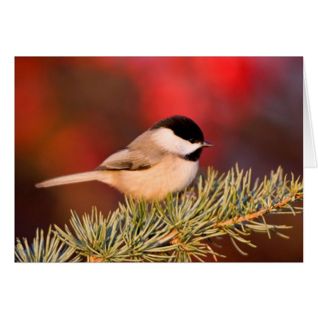 Carolina Chickadee en el Cedar del Atlas Azul (Anverso (Horizontal))