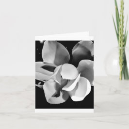 Carolina Magnolia - Tarjeta plegada en blanco