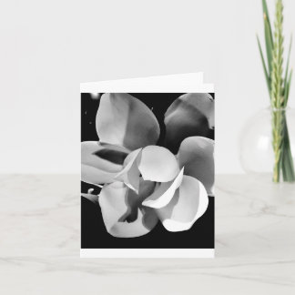 Carolina Magnolia - Tarjeta plegada en blanco