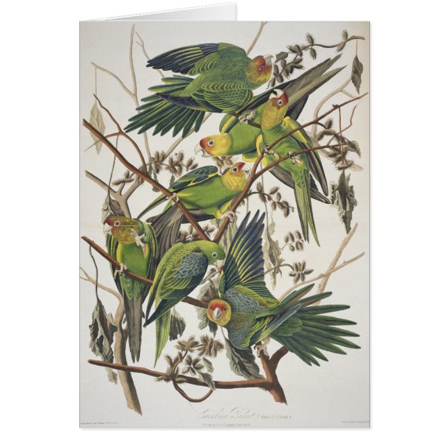 Carolina Parakeet, de 'Birds of America', 1829 (Frente)