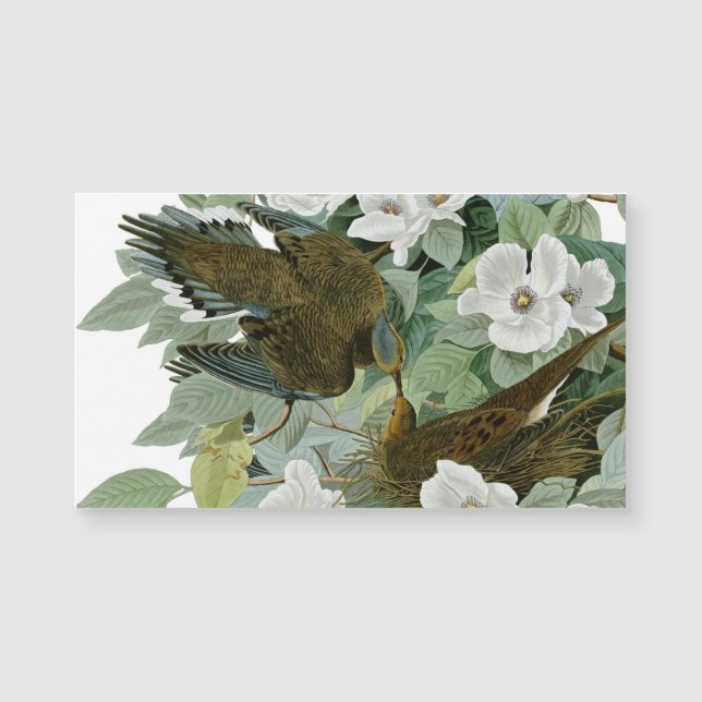 Carolina Pigeon Audubon Morning Dove (Anverso)