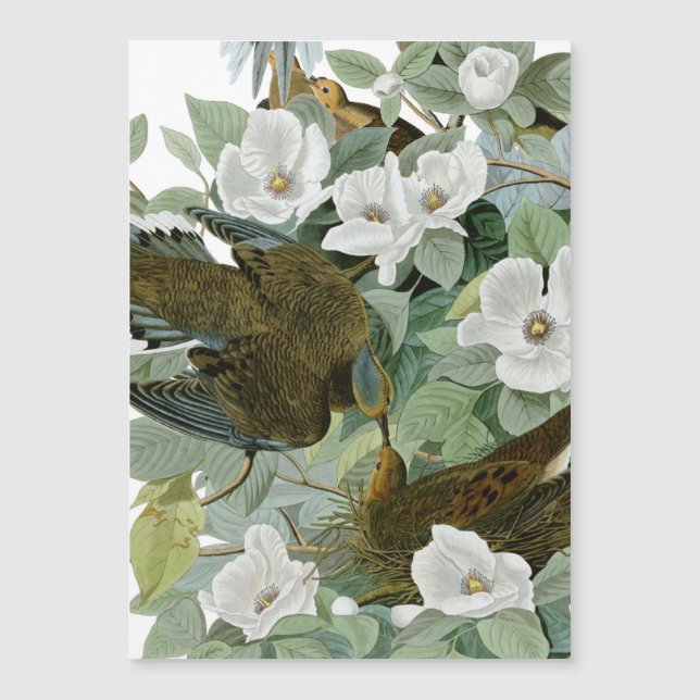 Carolina Pigeon Audubon Morning Dove (Anverso)