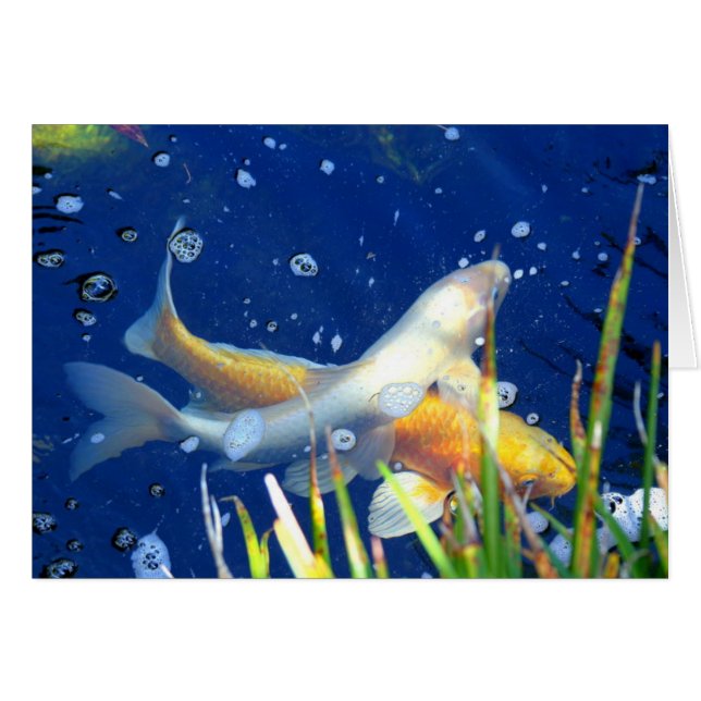 carpa koi nadando en un estanque (Anverso (Horizontal))