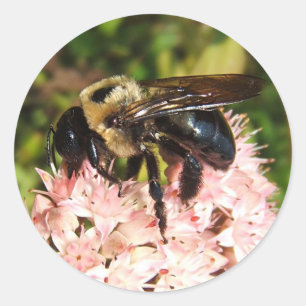 Carpenter Bee ~ pegatina