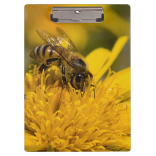 Carpeta De Pinza Abeja Africana Con Sacos De Polen Alimentándose