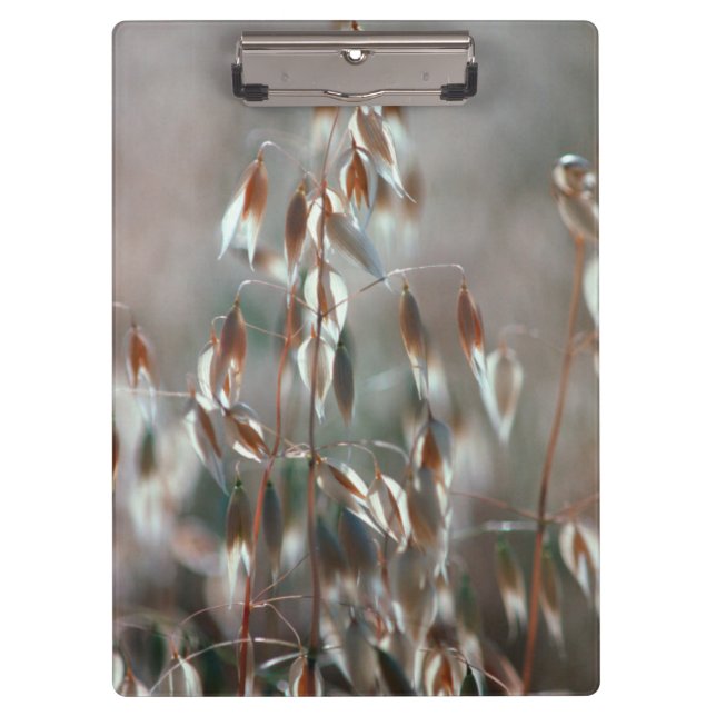 Carpeta De Pinza Acejas maduras (Avena Sativa) Cerca. Cáceres, Bola (Anverso)