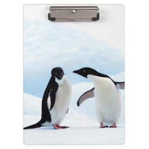 Carpeta De Pinza Adelie Penguins