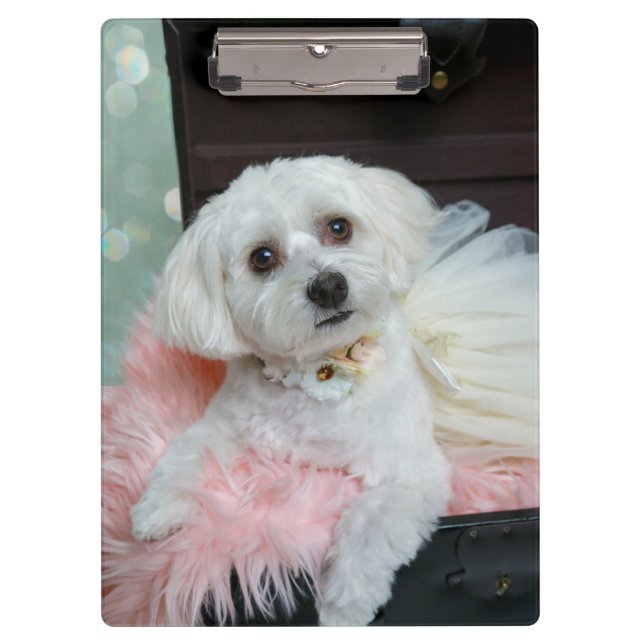 Carpeta De Pinza Adorable Fancy White Puppy Portrait Photo (Anverso)