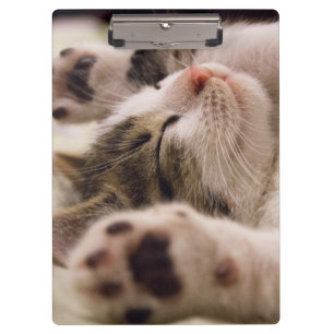 Carpeta De Pinza Adorable gatito dormido