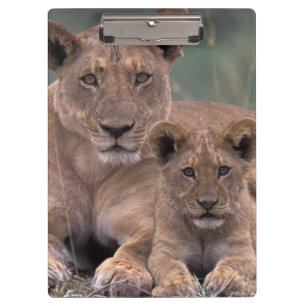 Carpeta De Pinza África, Botsuana, Delta del Okavango. Leones