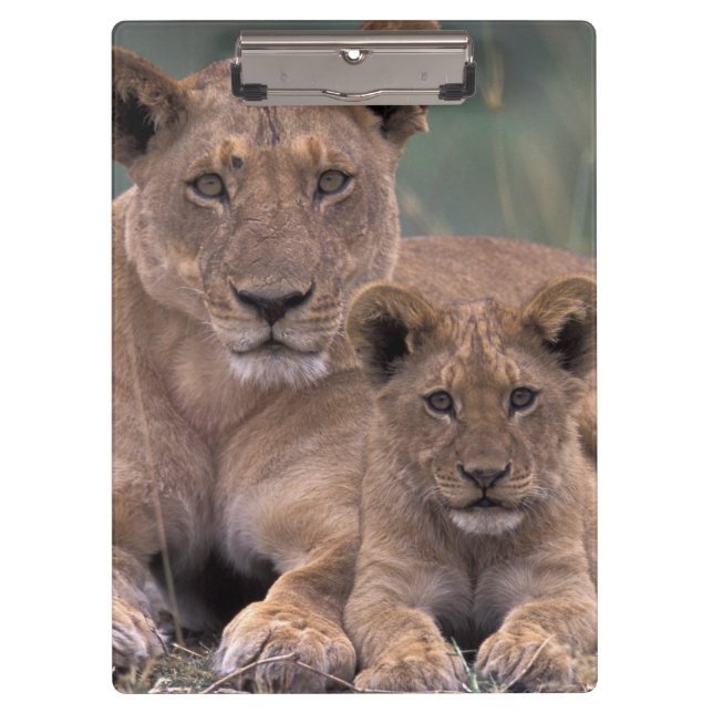 Carpeta De Pinza África, Botswana, Delta del Okavango. Leones (Anverso)