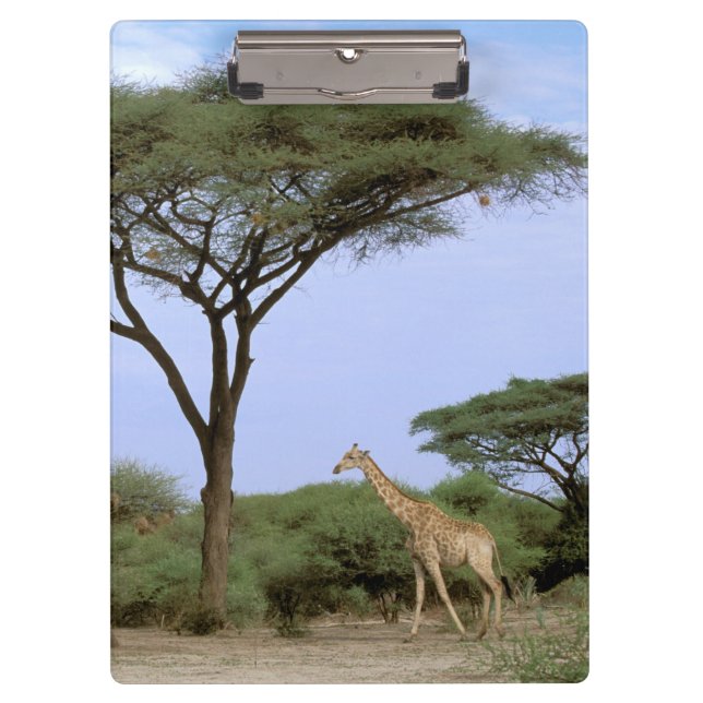 Carpeta De Pinza África, Botswana, Delta del Okavango. Sur (Anverso)