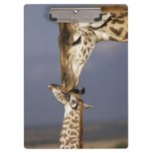 Carpeta De Pinza África, Kenia, Masai Mara. Jirafas (Giraffa