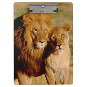 Carpeta De Pinza África, Namibia, Okonjima. León y leona