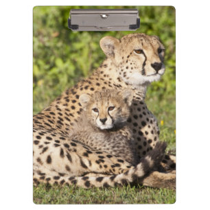 Carpeta De Pinza África. Tanzania. Madre y crías de guepardo 2