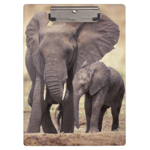 Carpeta De Pinza África, Tanzania, Parque Nacional Tarangire. 2