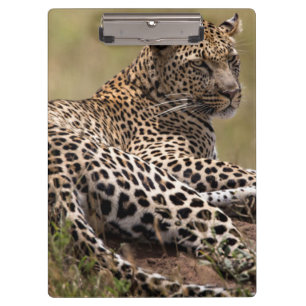 Carpeta De Pinza África, Tanzania, Serengeti. Leopardo