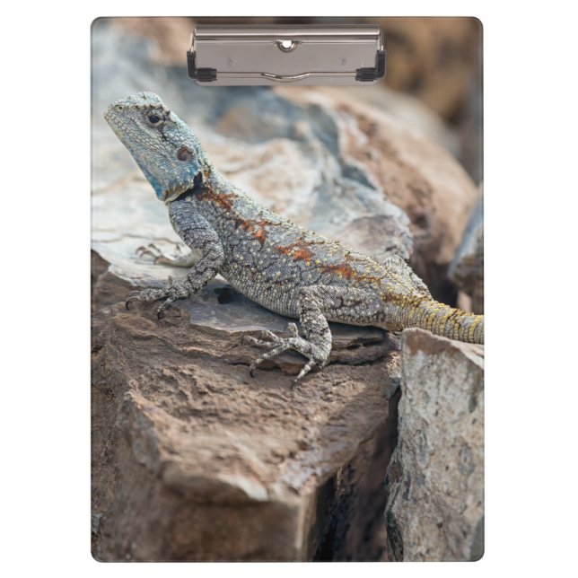 Carpeta De Pinza Agama de cabeza azul (Anverso)