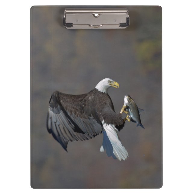Carpeta De Pinza Águila calva con un pez (Anverso)