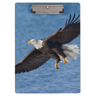Carpeta De Pinza Águila calva en vuelo