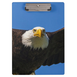 Carpeta De Pinza Águila calva pasa volando cerca