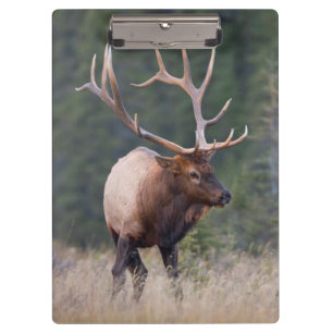 Carpeta De Pinza Alce de las Montañas Rocosas