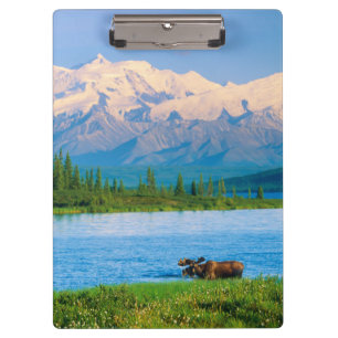 Carpeta De Pinza Alce macho en Wonder Lake