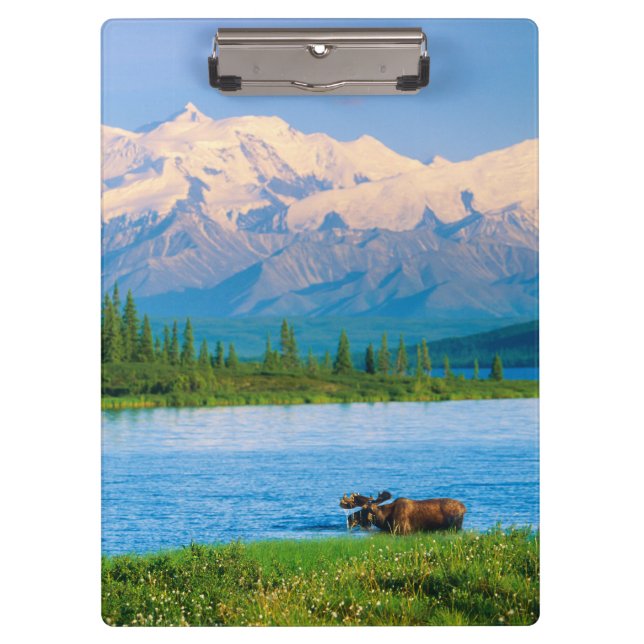 Carpeta De Pinza Alce macho en Wonder Lake (Anverso)