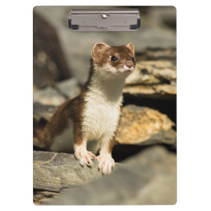 Carpeta De Pinza Alert Weasel