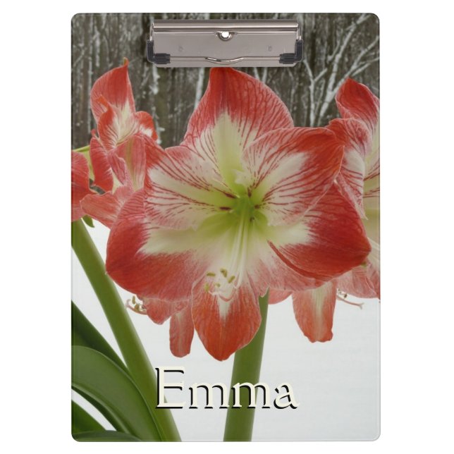 Carpeta De Pinza Amaryllis en floral de invierno en la nieve roja f (Anverso)