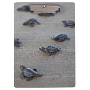 Carpeta De Pinza América Central, El Salvador, Océano Pacífico