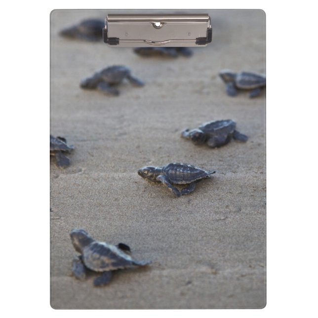 Carpeta De Pinza América Central, El Salvador, Océano Pacífico (Anverso)