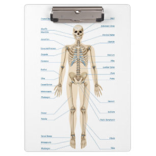 Carpeta De Pinza Anatomía humana