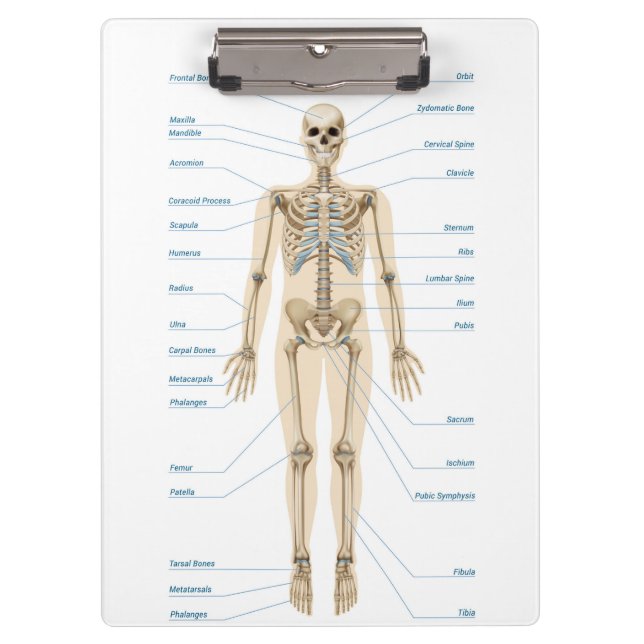 Carpeta De Pinza Anatomía humana (Anverso)