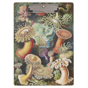 Carpeta De Pinza Anémonas de Mar de Haeckel Arte Náutico de Vida Ma
