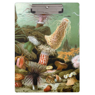 Carpeta De Pinza Anémonas de Mar Vida Marina, Animales Marinos Anti