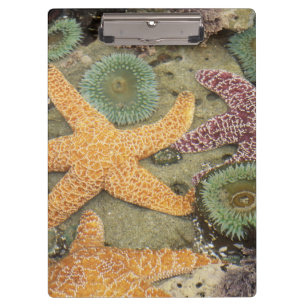 Carpeta De Pinza Anémonas verdes gigantes y estrellas de mar ocre