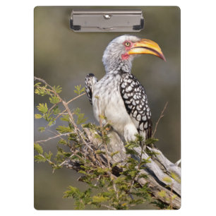 Carpeta De Pinza Anguila almenada