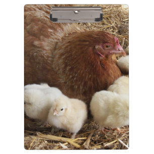 Carpeta De Pinza animal, polluelo, pollo, granja, lindo, pájaro, be