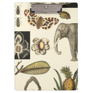 Carpeta De Pinza Animales clasificados pintados en el fondo poner