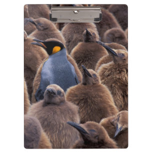 Carpeta De Pinza Antártida, Isla Georgia del Sur, pingüinos rey