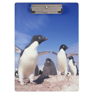 Carpeta De Pinza Antártida, Pingüino Adelie Pygoscelis