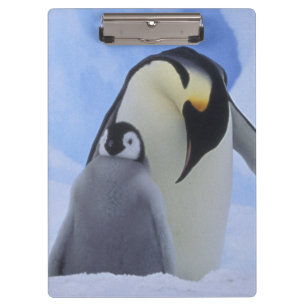 Carpeta De Pinza Antártida. Pingüinos emperador y cría